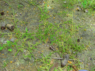groundtree