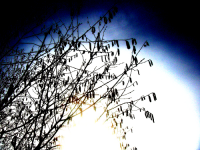 sun sun