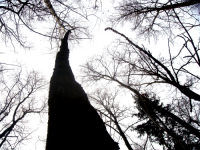 tree tree